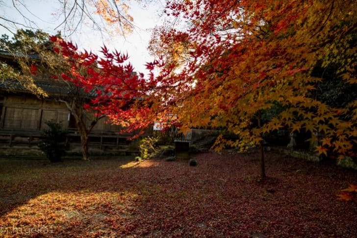 石見銀山にたどり着けずに、城上神社で紅葉を撮ってきた話