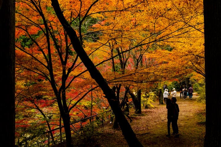 この秋一番の興奮！彩り美しい奥津渓で紅葉狩り！