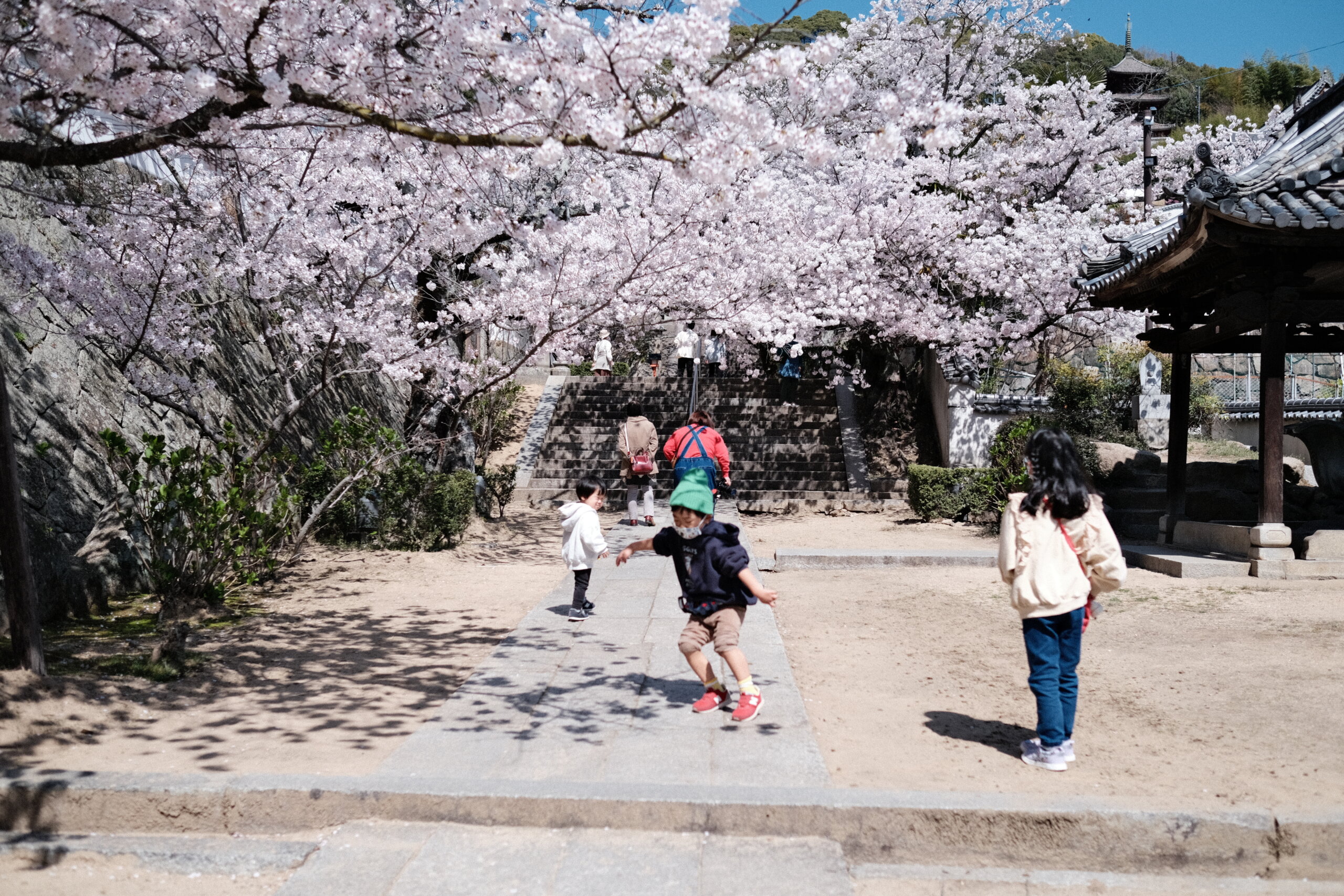 尾道の西国寺で見た桜が綺麗だった