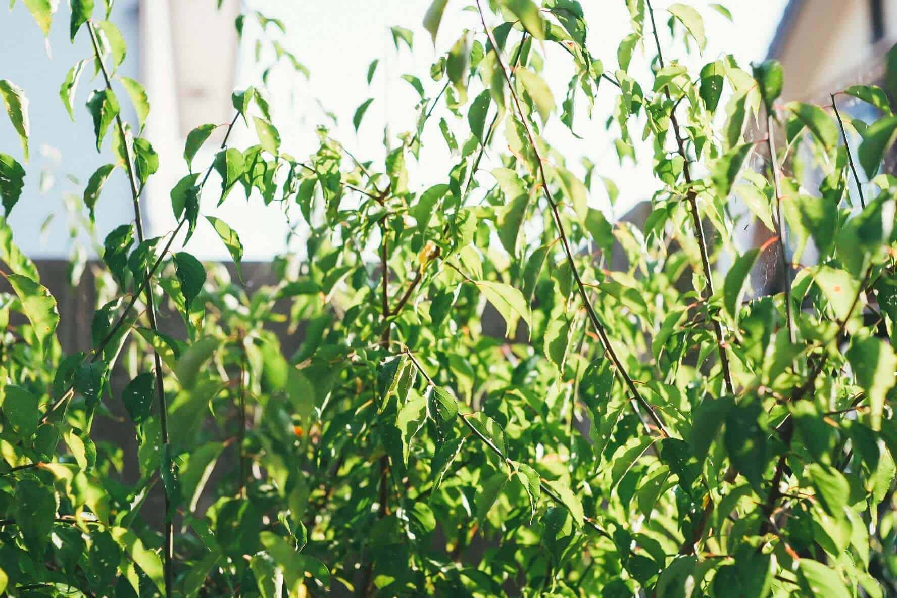 8月 庭植えした梅の木の現在 夏の成長速度がハンパない Monon