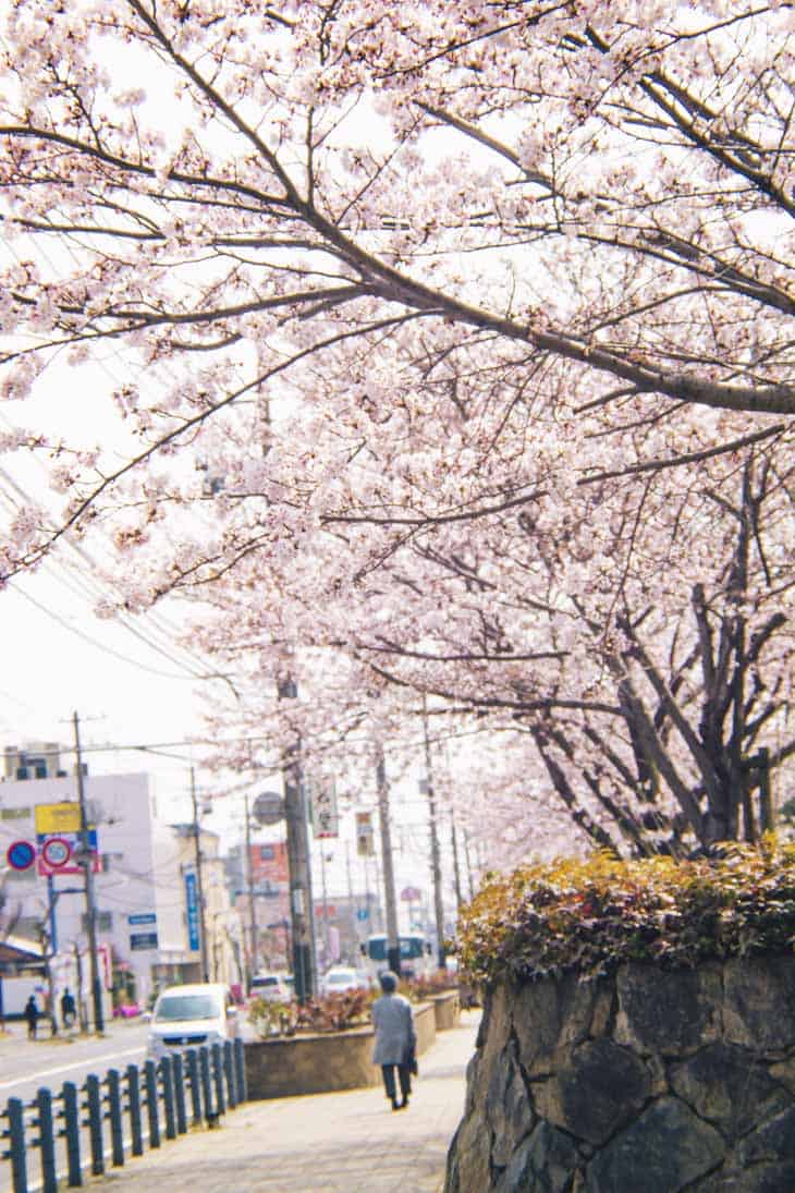 緑町公園 桜