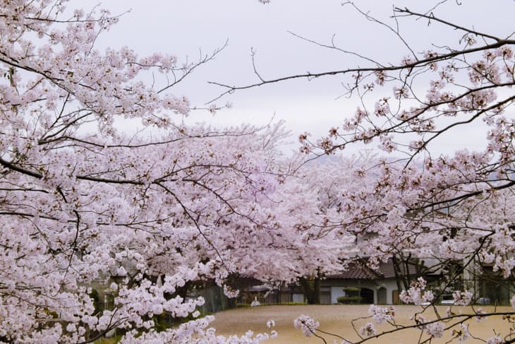 東公園 桜