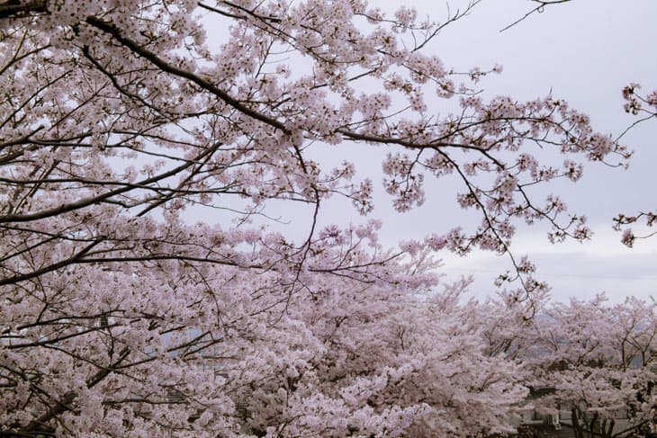 東公園 桜