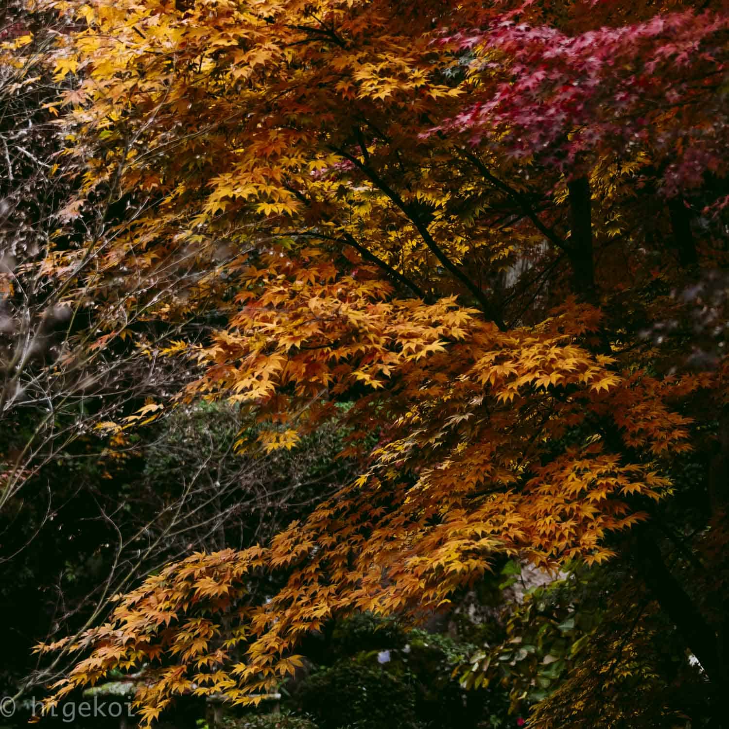 higekoi 201611