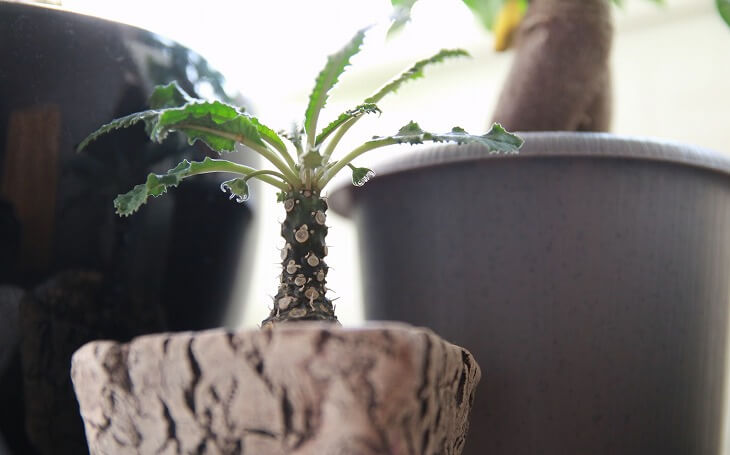 ドルステニア フォエチダ 花