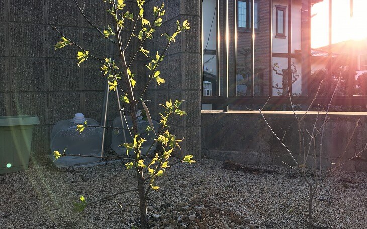 冬に枯れてしまったオリーブの木を庭に植えたら新芽がでました 45house