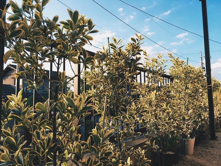 VSCO