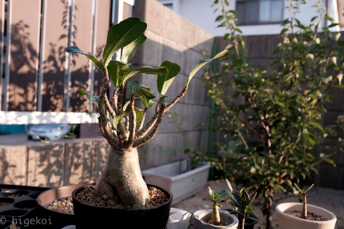 アデニウム ソコトラナム