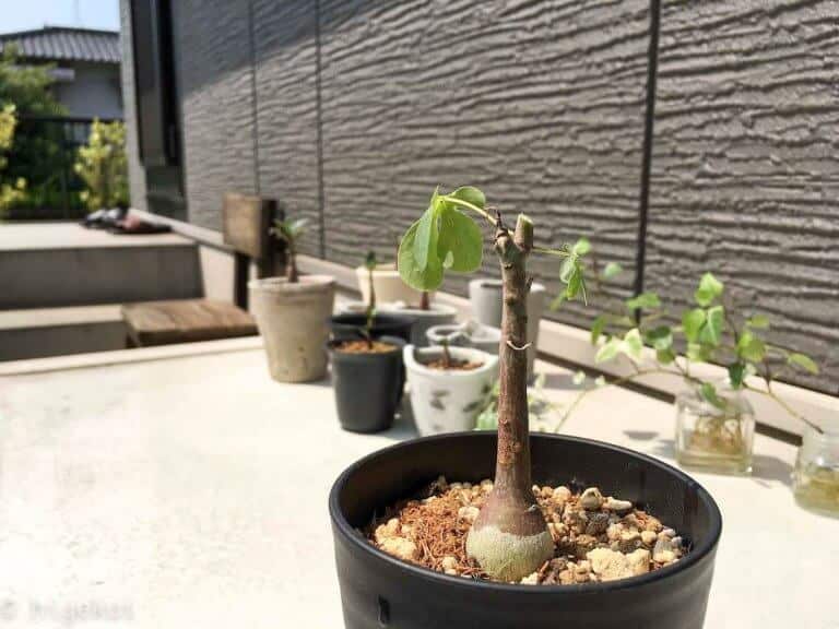 アデニア・グラウカ剪定