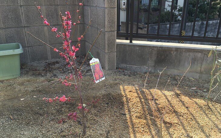 オリーブ 枯れた 復活