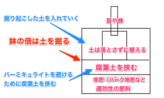 梅の木 庭植え