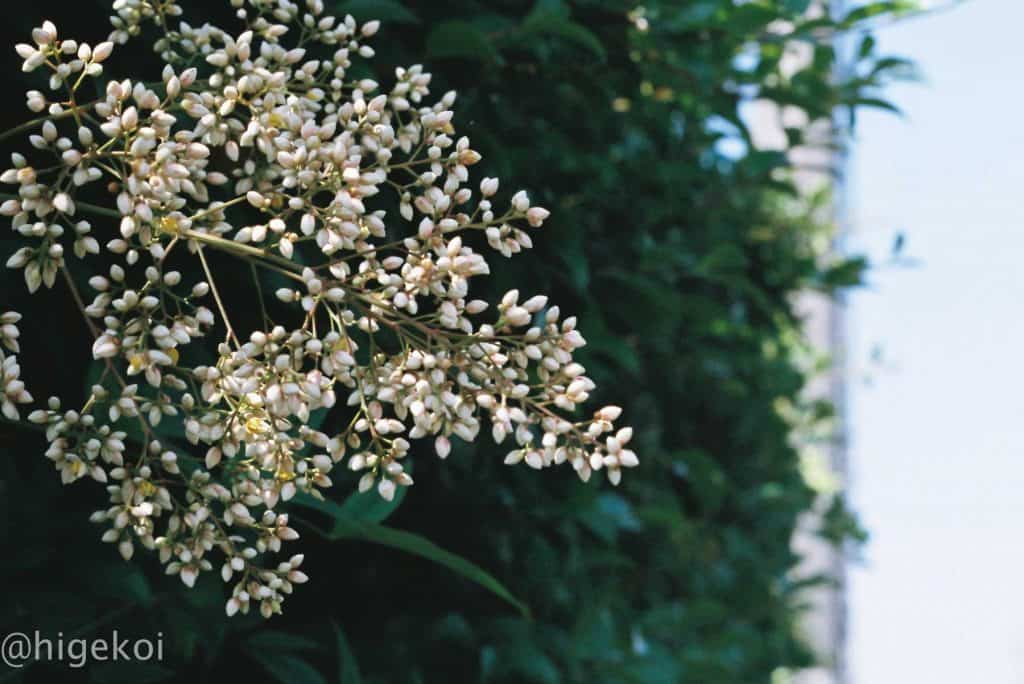 SPF X-TRA400 植物