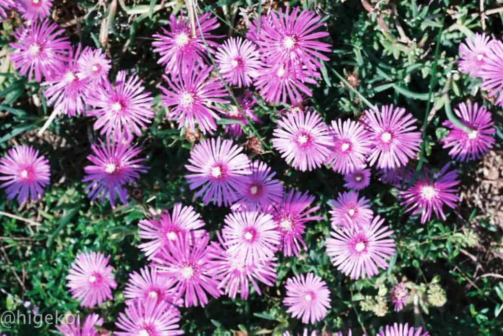SPF X-TRA400 植物