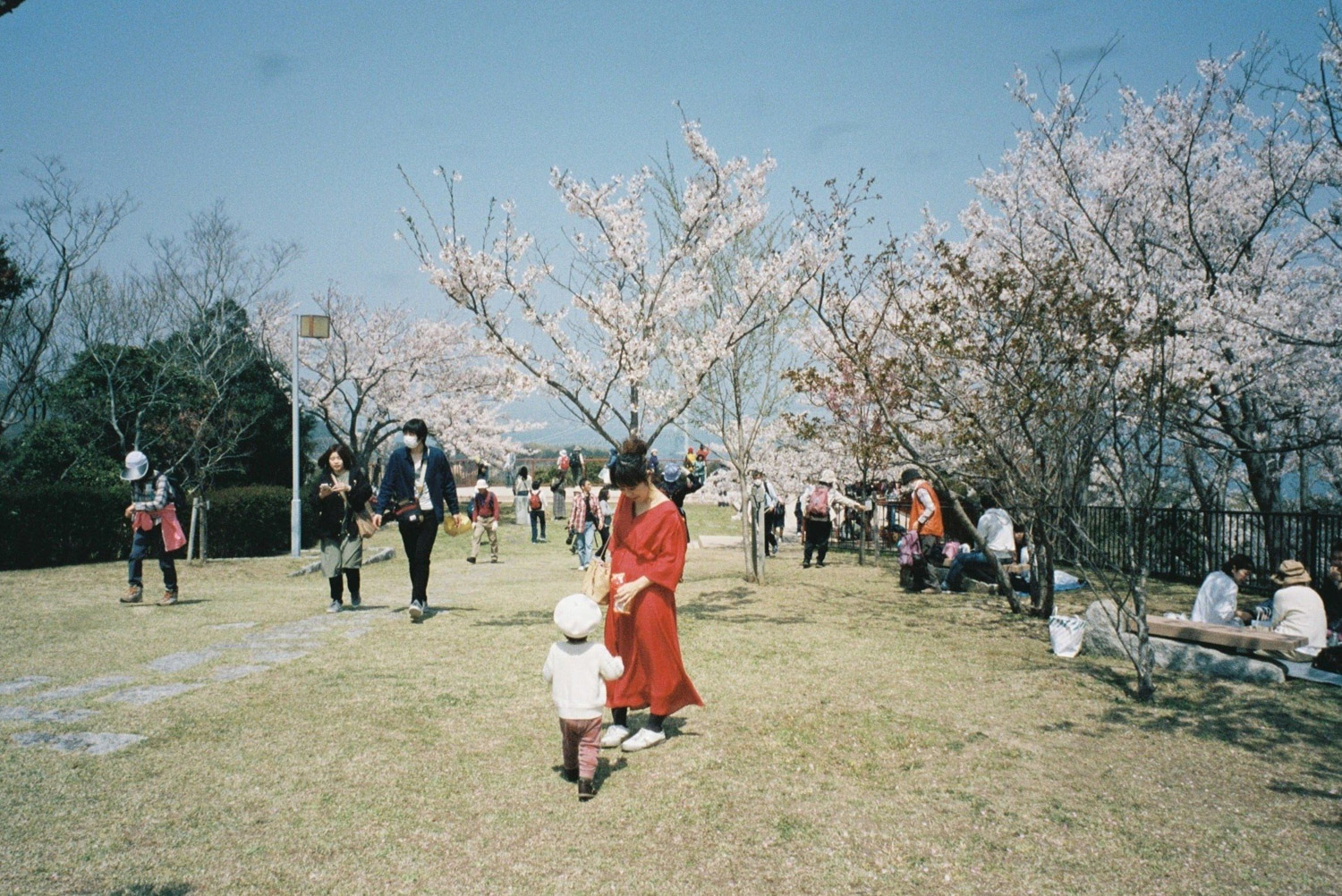 淡路島の桜をPORTRA400で